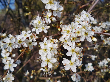 Prunus spinosa - Schlehe